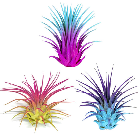 Rainbow 3 Pack, Ionantha Guatemala Tillandsia Air Plant, Live Airplant, Healthy Arrival Guaranteed, Great Indoor Plant, Home Decor & Gift