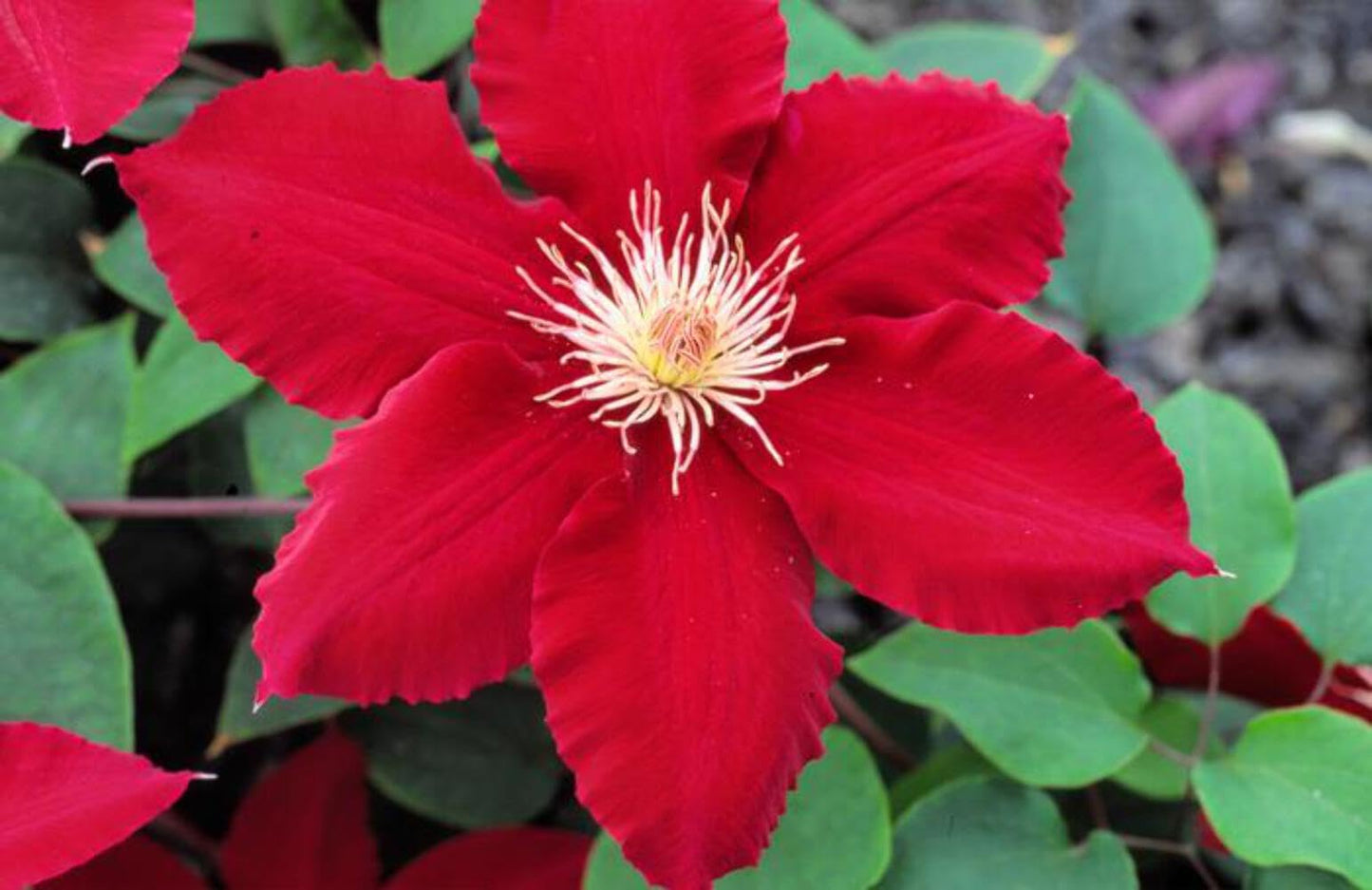 Perennial Farm Marketplace (Clematis Hybrid Rebecca) (Clematis Hybrid Rebecca) Vine, 4 Quart, Velvety Red Flowers