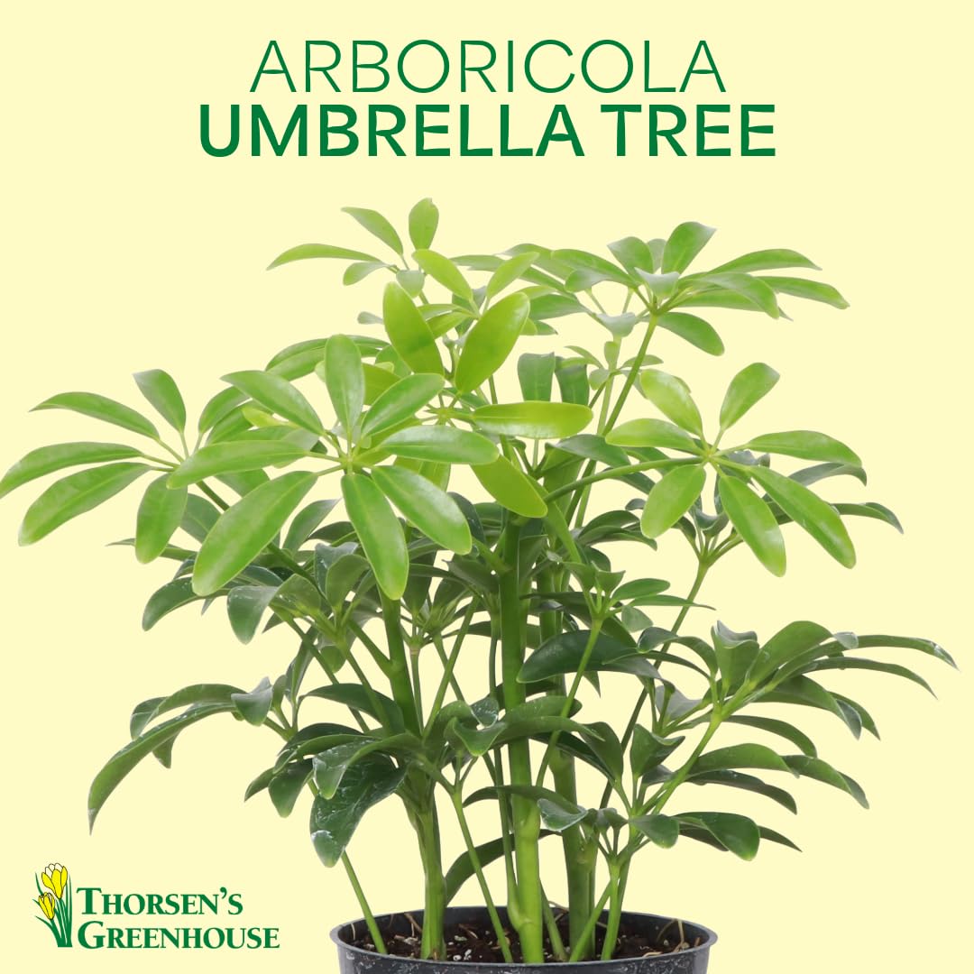 Thorsen's Greenhouse Live Arboricola Umbrella Tree Plant, Schefflera Arboricola, Natural Air Purifier, Easy to Grow, Live Indoor Houseplant, 4-inch Diameter (Growers Pot)