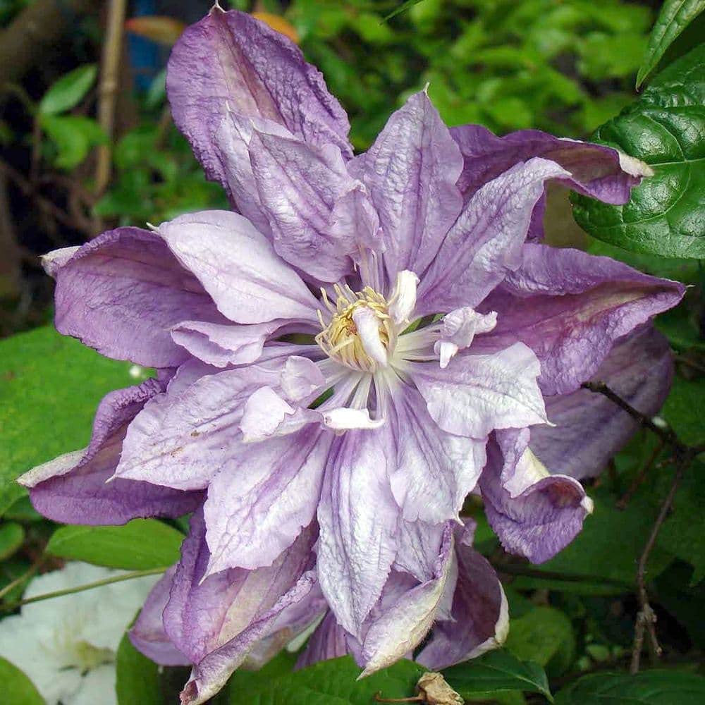 Clematis Proteus - Live Plant in a 4 Inch Growers Pot - Clematis 'Proteus ' - Starter Plants Ready for The Garden - Beautiful Lilac Flowering Vine