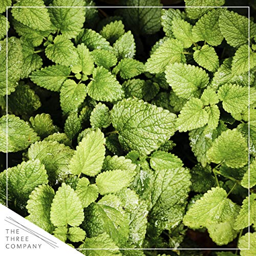 Live Aromatic and Edible Herbs - Assorted Varieties (4 Per Pack) - Lemon Verbena, Eucalyptus, Mint, Lemon Balm - 6" Tall by 3" Wide in 1 Pint Pot