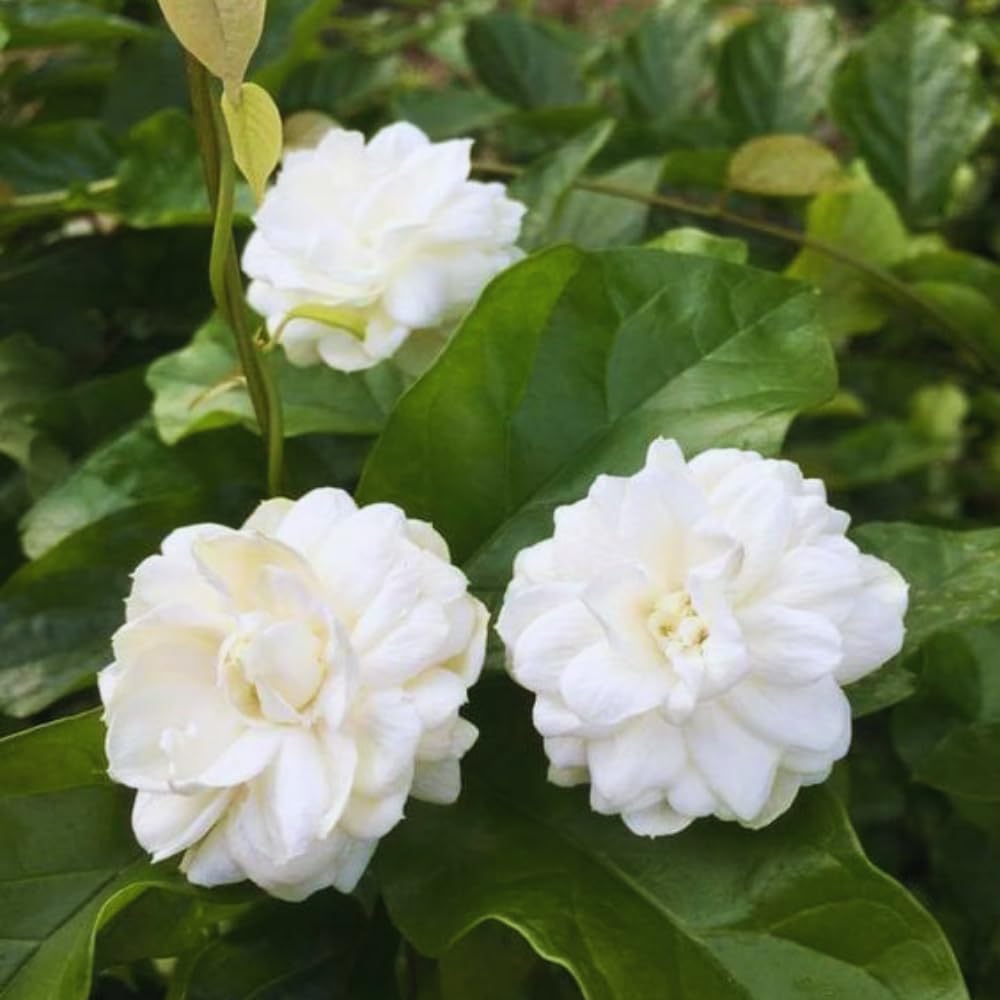 Live Jasmine Plants Indoor, Grand Duke of Tuscany Jasmine Plant Live 5 to 7 Inc Tall