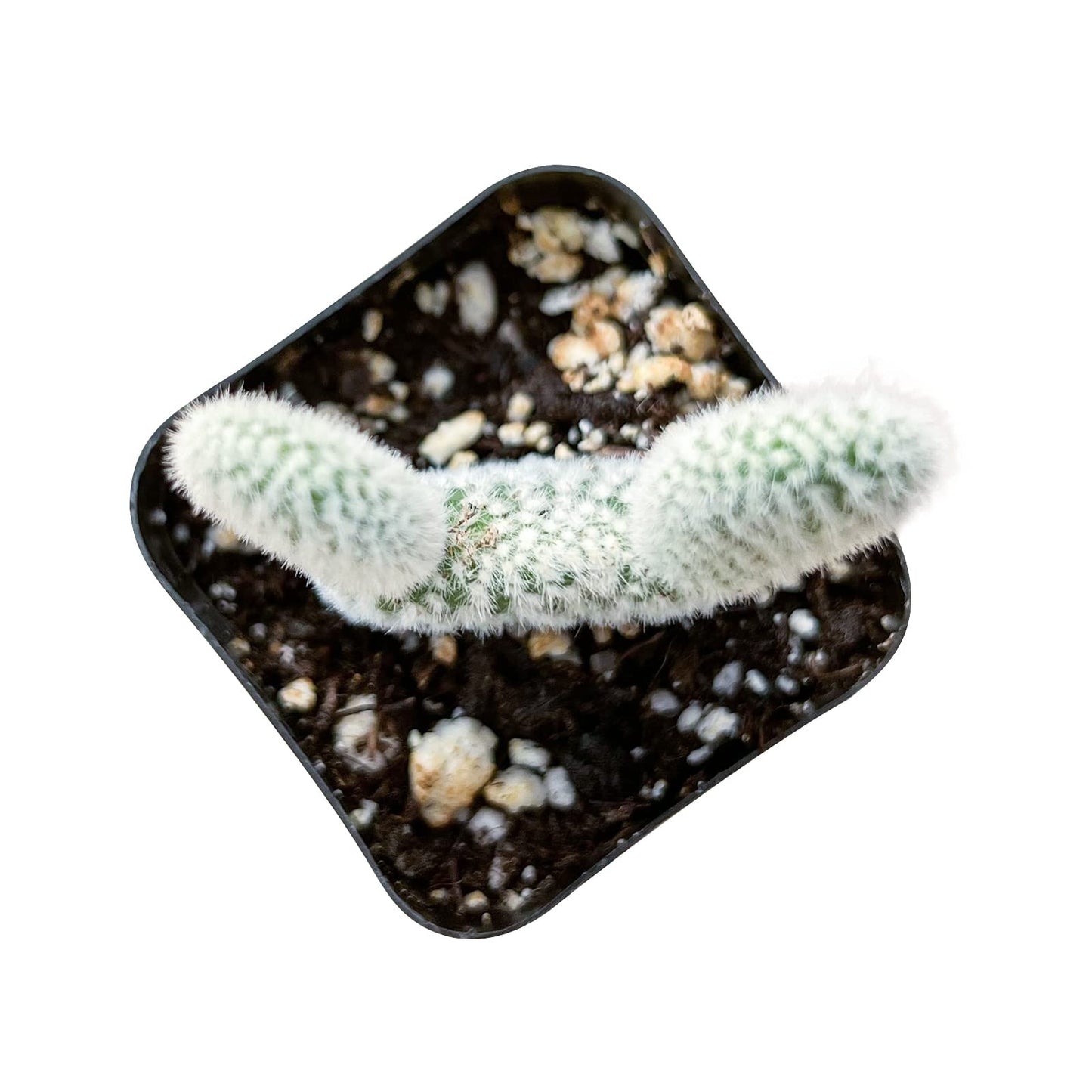 Sprout N Green Opuntia microdasys albata Bunny Ears, Live Cactus Plant Rooted in 2in Nursery Pot, Indoor Outdoor Office Home Garden Décor