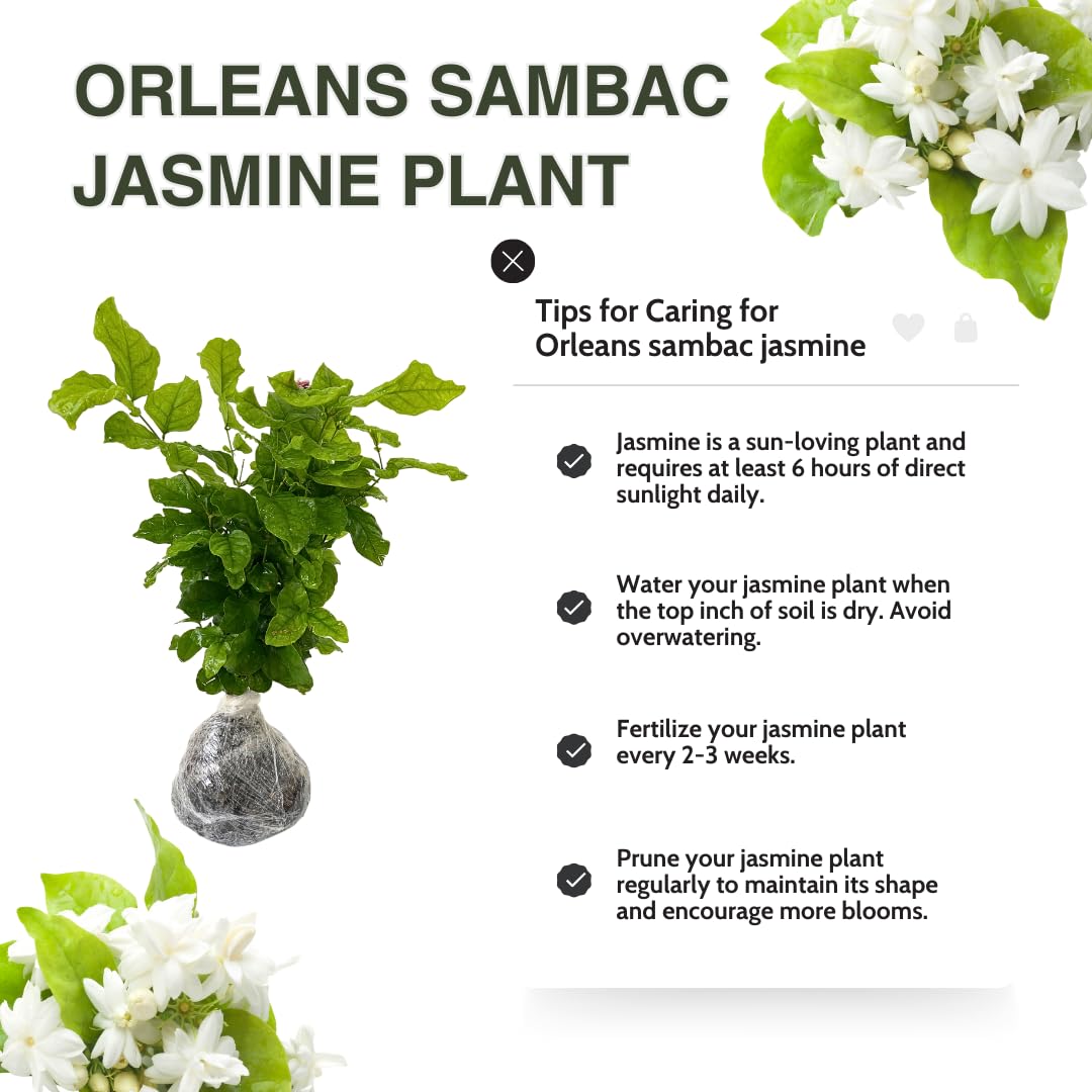 2 Blooming Jasmine Plants, Maid of Orleans Sambac Jasmine Live Plants, 4 to 6 Inc Tall, Jasmine Plants Live, Tea Jasmine Fragrant Plant, Live Jasmine Plant