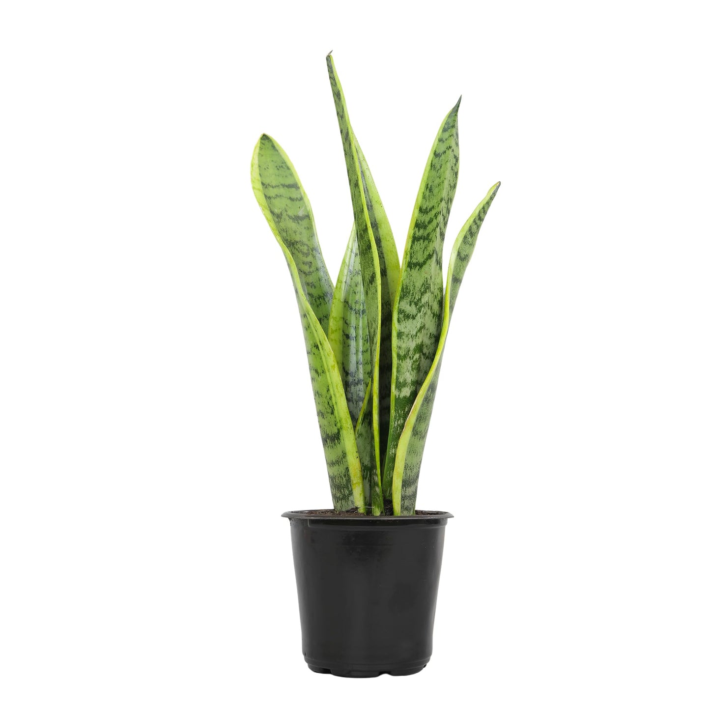 Altman Plants Sansevieria Laurentii Variegated Snake Plants (Approx. 10 in. Tall), Easy Plant, Air Purifying Plant & Desk Plant Decor, Striped Live Snake Plant Live Plants, Indoor Plants & Houseplants