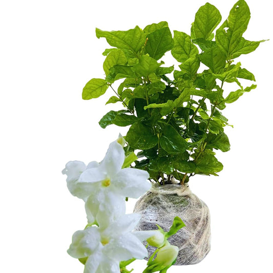 2 Blooming Jasmine Plants, Maid of Orleans Sambac Jasmine Live Plants, 4 to 6 Inc Tall, Jasmine Plants Live, Tea Jasmine Fragrant Plant, Live Jasmine Plant