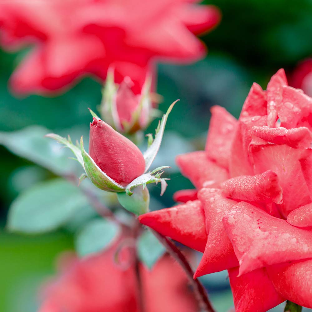 Perfect Plants Double Red Knock Out Rose 1 Gallon, Live Plant Planting Guide