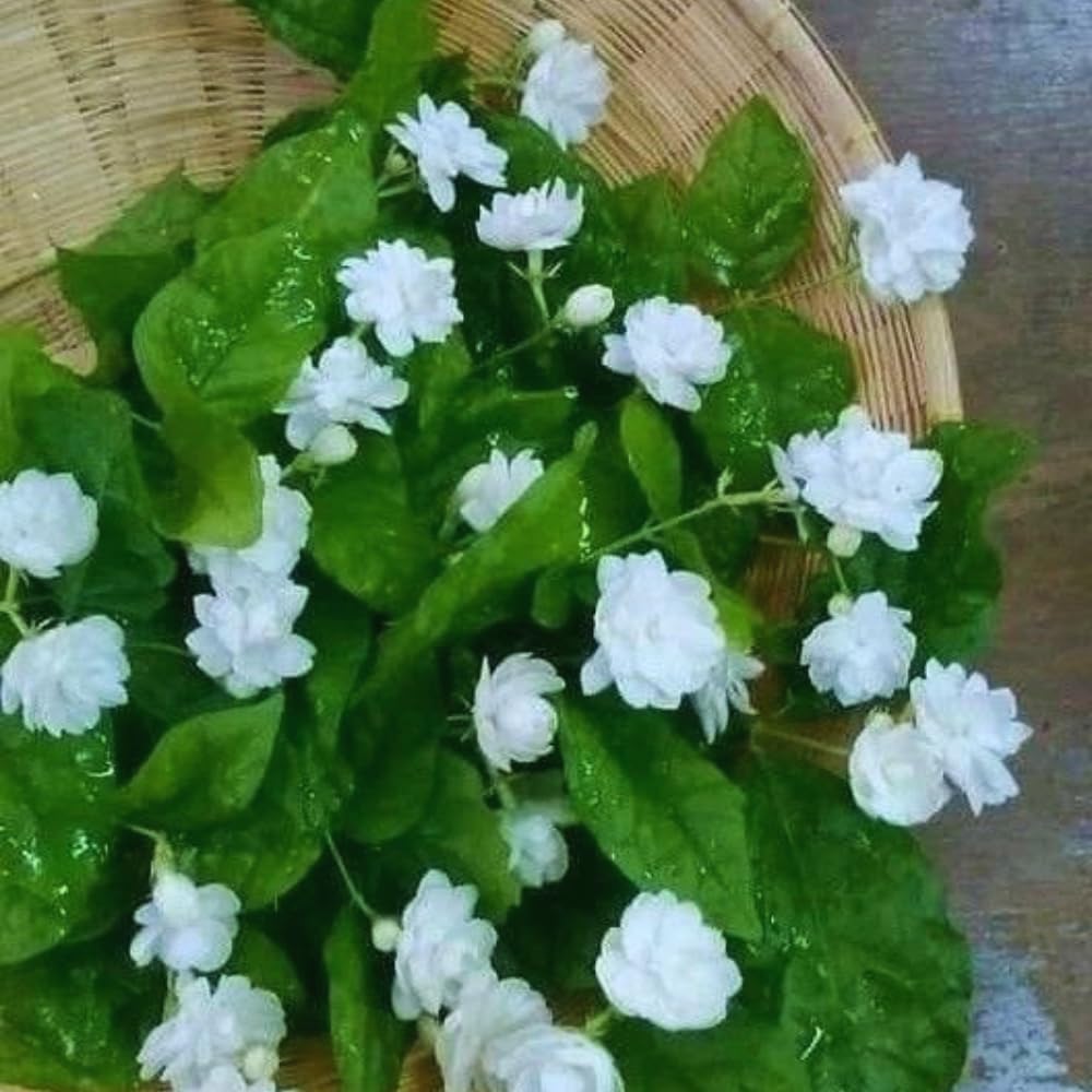 2 Maid of Orleans Sambac Jasmine Live Plants, Jasmine Plant Live, Sambac Jasmine, 4 to 6 Inc Tall, Tea Jasmine Fragrant Plant, Blooming Jasmine Plant