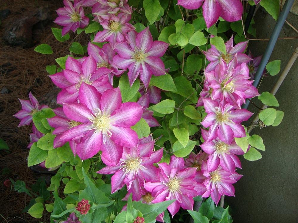 Asao Clematis - Live Plant in a 4 Inch Growers Pot - Clematis 'Asao' - Starter Plants Ready for The Garden - Bold and Beautiful Pink Flowering Vine
