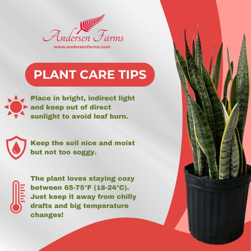 Andersen Farms Sansevieria Laurentii Live Plant Indoor/Outdoor in 10 in Grower Pot, Green, Yellow