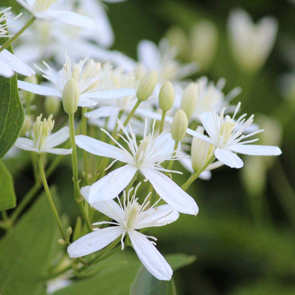 Clematis Sweet Autumn - Live Plant in a 4 Inch Growers Pot - Clematis 'Sweet Autumn' - Starter Plants Ready for The Garden - Beautiful White Flowering Vine