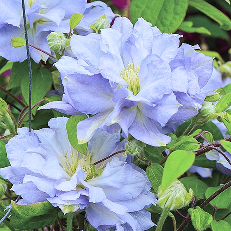 White Blue Clematis Vine Plant Live for Planting, Fragrant Clematis Plant Live in 2.5 Inches Pot, Clematis Flowers Perennial
