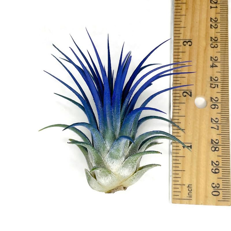 Ionantha Guatemala Tillandsia Air Plant, Guatemala Tillandsia Live Airplant, Healthy Arrival Guaranteed, Great Indoor Plant, Home Decor & Gift (Blue)