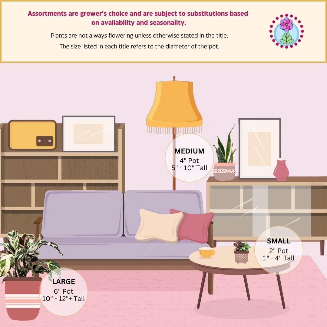 BubbleBlooms Tricolor Hypoestes phyllostachya 2 inch Set of 3 Flamingo Polka Dot Plant Red White and Pink Tiny Mini Pixie Plants