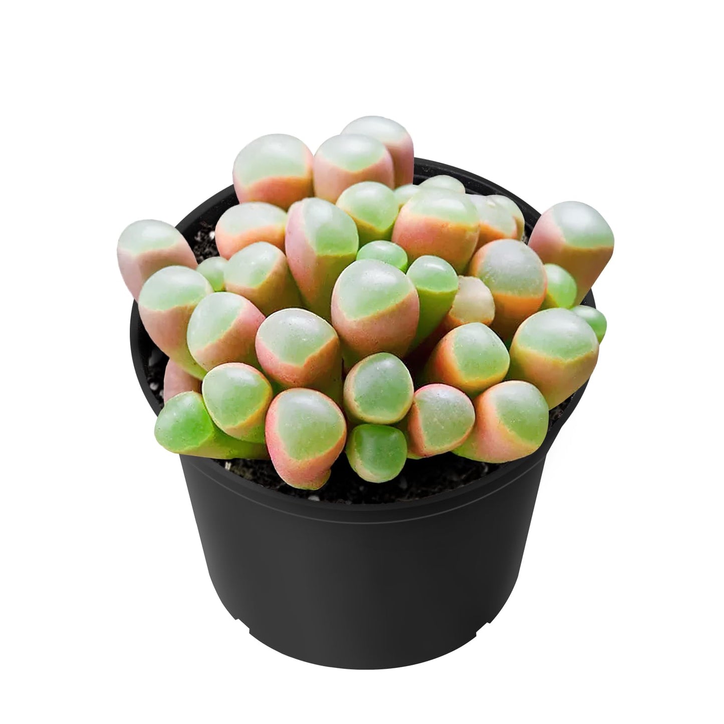 Sprout N Green Baby Toes, Live Fenestraria rhopalophylla Succulent Fully Rooted in 2 inch Nursery Pot, House Plant Home Office Wedding Decoration DIY Projects Party Favor Baby Shower