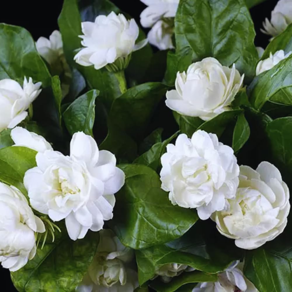 Live Jasmine Plants Indoor, Grand Duke of Tuscany Jasmine Plant Live 5 to 7 Inc Tall