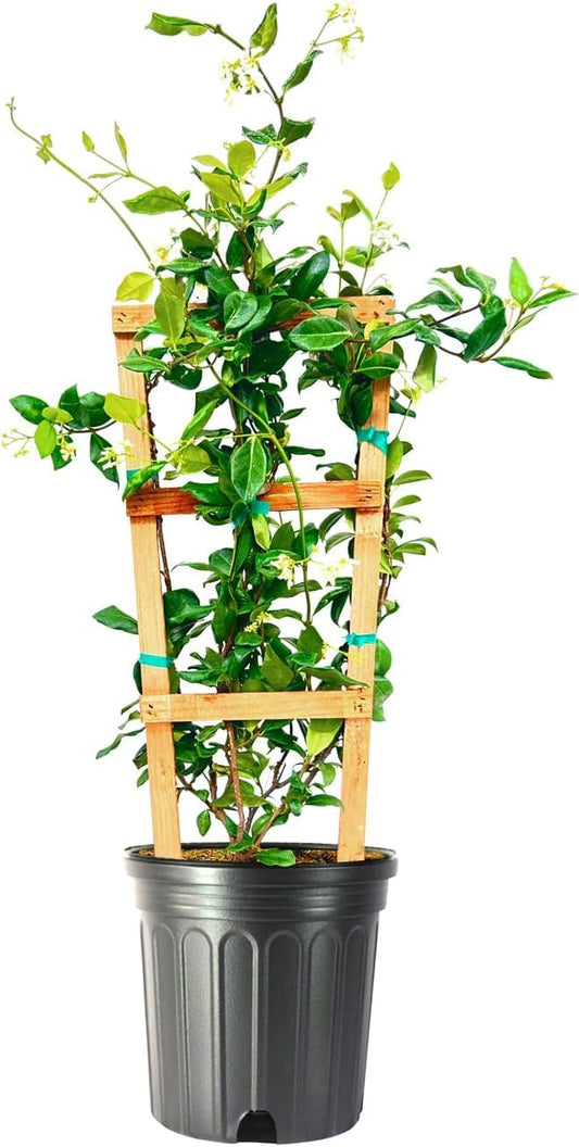 Star Jasmine | 2 Extra Large 3 Gallon Plants | Trachelospermum Jasminoides | Fragrant Climbing Vine | Ideal for Trellises and Arbors