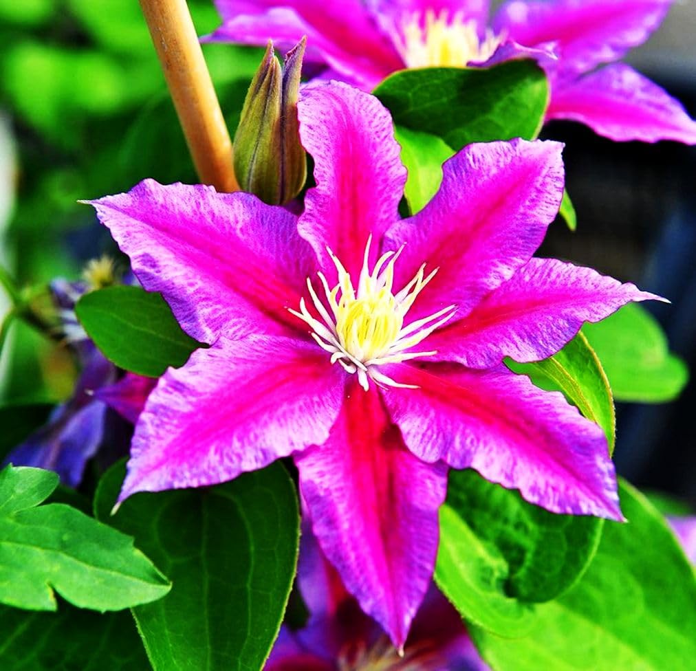 Mixed Clematis Seeds Flower Vine Perennial Flower 20 Pcs Seeds