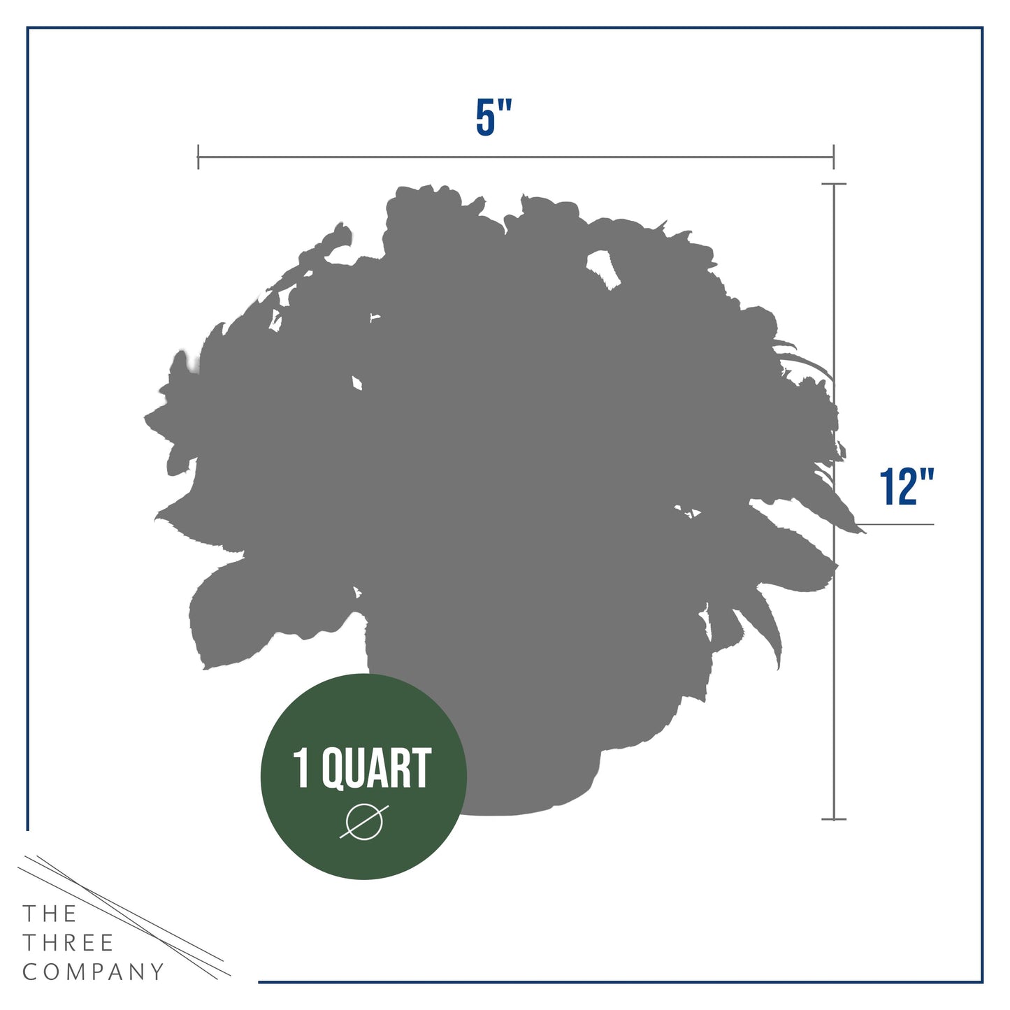 Live Flowering New Guinea Impatiens - Grower's Choice Assorted Colors (3 Plants Per Pack) - Beautiful Flowering Shade Flowers - 12" Tall by 5" Wide in 1 Qt Pot