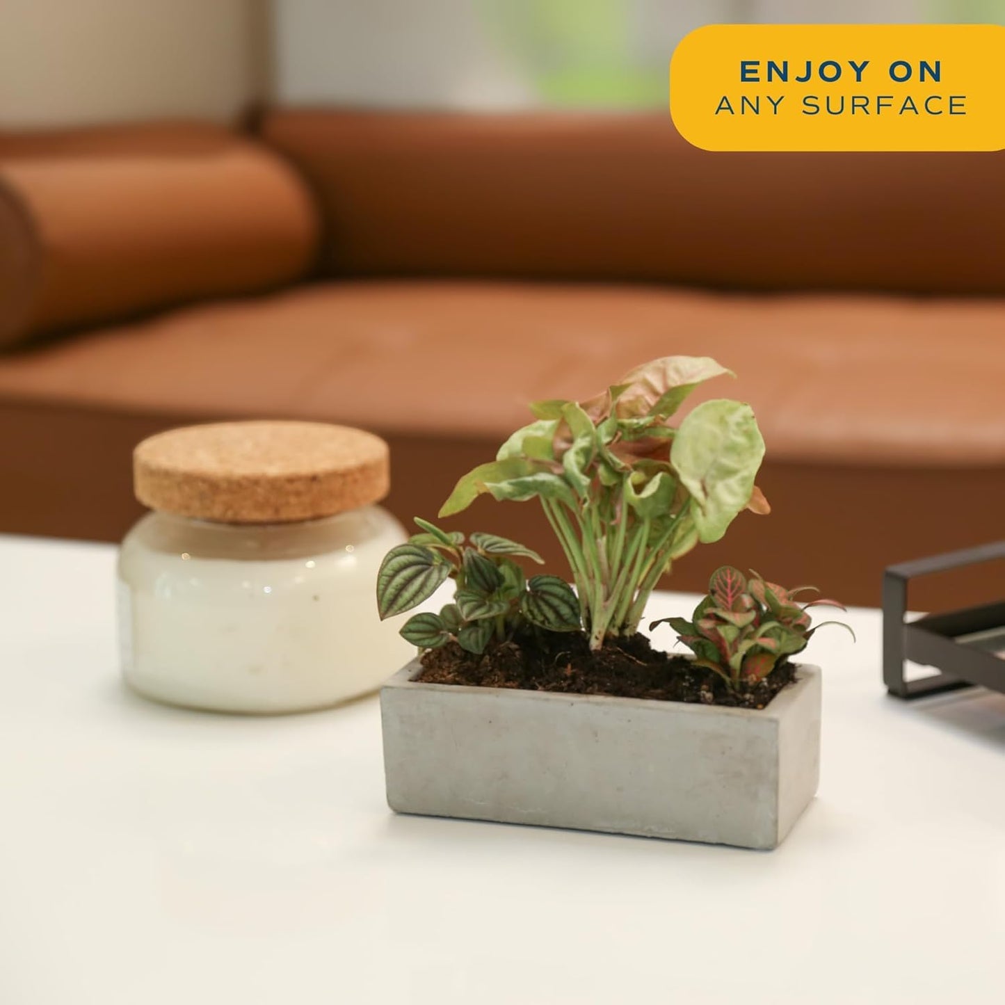 Costa Farms Mini Houseplants (6 Pack), Easy Grow Live Indoor House Plants in Nursery Plant Pots, Grower's Choice with Soil Potting Mix, Potted Home Decor Planter or Outdoor Garden Gift, 4-Inches Tall