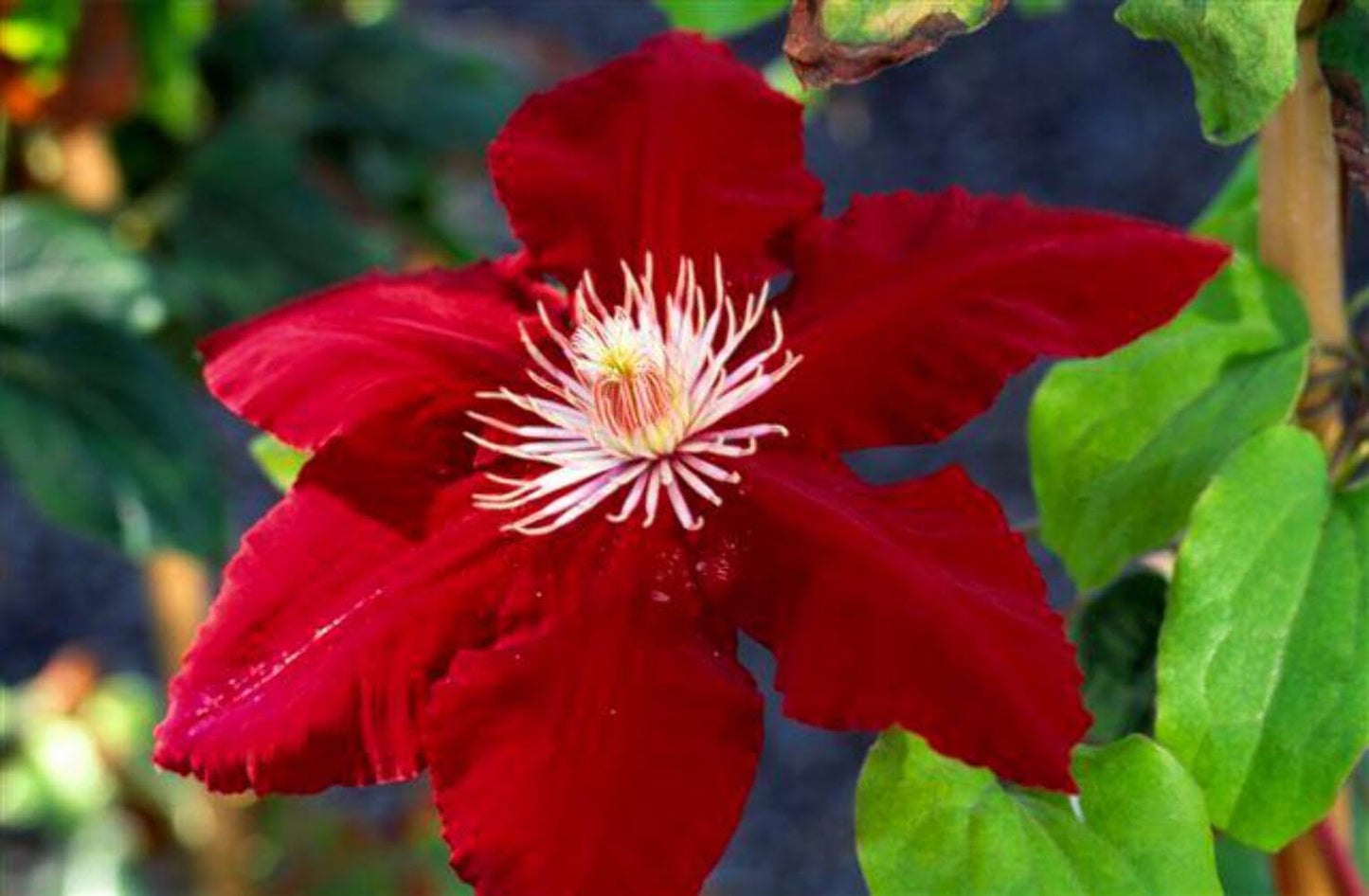 Perennial Farm Marketplace (Clematis Hybrid Rebecca) (Clematis Hybrid Rebecca) Vine, 4 Quart, Velvety Red Flowers