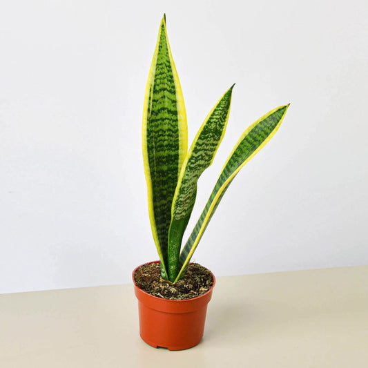 House Plant Shop | Snake 'Laurentii'- 4" Pot| Live Indoor Plant | Easy to Care | Natural Décor Plant | Great Gifts| Free Care Guide