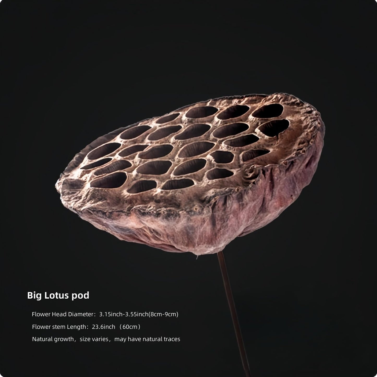 YAOBAOX 5004 Handmade Natural Dried Flowers Decor, for Modem Home Table Vase Decor, Farmhouse Party Floral for DIY Arrangement Props Gift Décor Ikebana (Flower Head and stem are Separate)