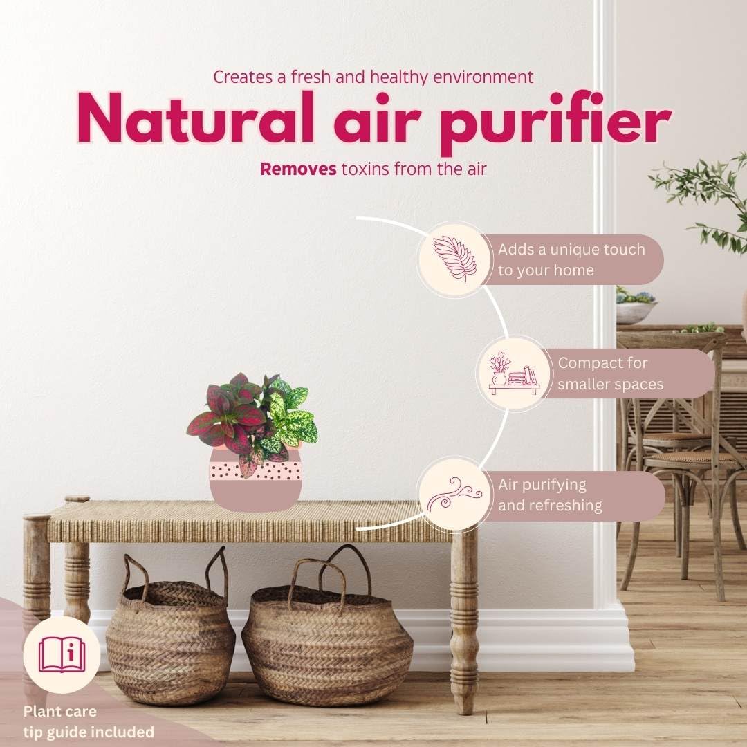 BubbleBlooms Tricolor Hypoestes phyllostachya 2 inch Set of 3 Flamingo Polka Dot Plant Red White and Pink Tiny Mini Pixie Plants