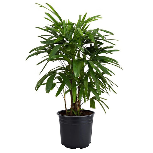 American Plant Exchange Lady Palm – 6-Inch Pot – Live Easy Care Indoor Houseplant, Air-Purifying, Low-Light Tropical Palm for Home, Office, Apartment, and Indoor Décor