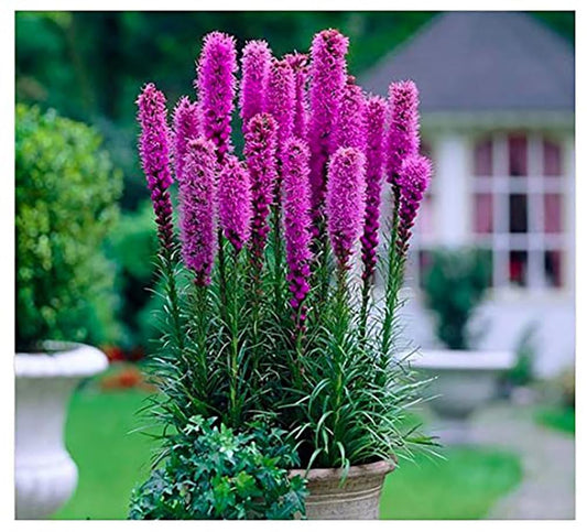 Purple Blazing Star - 5 Fresh Bulbs - Liatris Spicata Flower Bulb - Perennial Gayfeather Plant for Planting Outdoor - Perfect for Borders and Landscapes