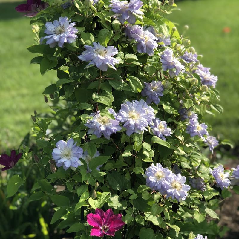 White Blue Clematis Vine Plant Live for Planting, Fragrant Clematis Plant Live in 2.5 Inches Pot, Clematis Flowers Perennial