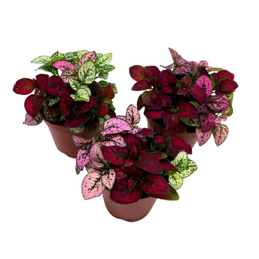 BubbleBlooms Tricolor Hypoestes phyllostachya 2 inch Set of 3 Flamingo Polka Dot Plant Red White and Pink Tiny Mini Pixie Plants