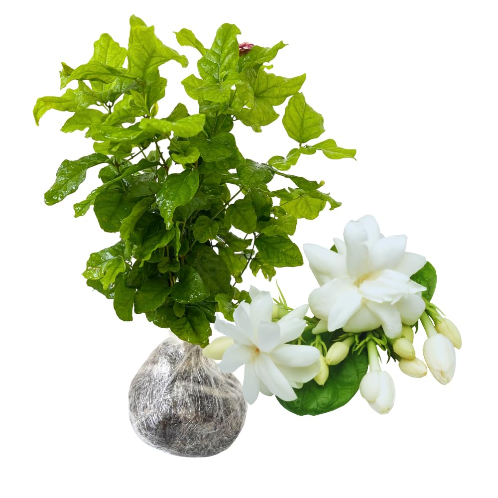 Live Jasmine Plants Indoor, Grand Duke of Tuscany Jasmine Plant Live 5 to 7 Inc Tall