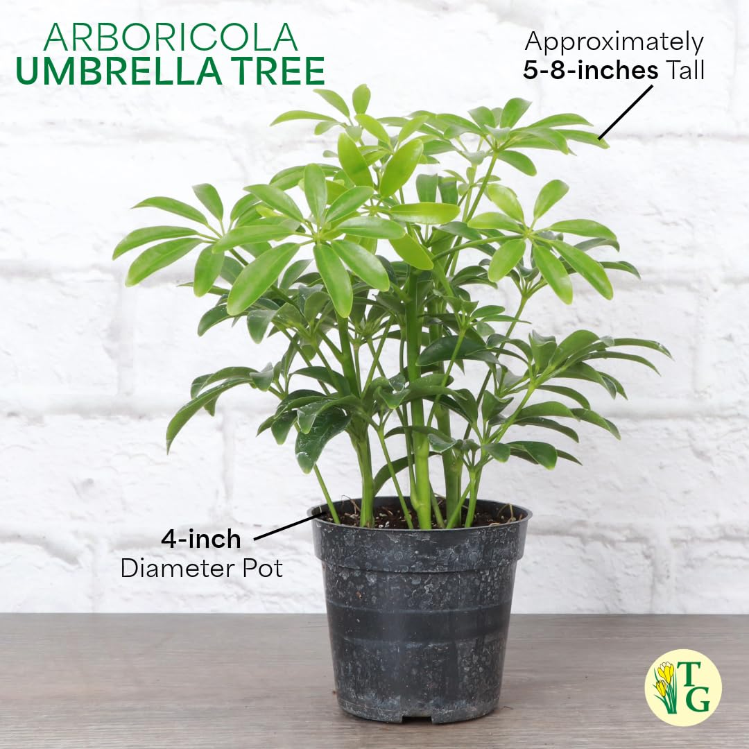 Thorsen's Greenhouse Live Arboricola Umbrella Tree Plant, Schefflera Arboricola, Natural Air Purifier, Easy to Grow, Live Indoor Houseplant, 4-inch Diameter (Growers Pot)