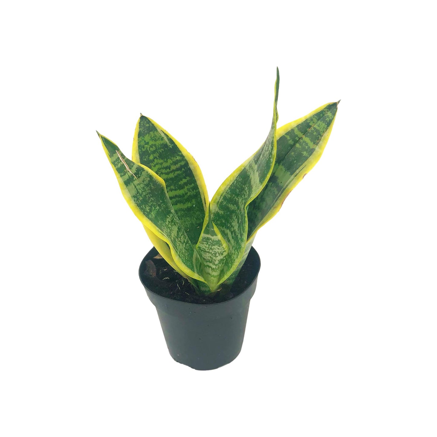 Live Snake Plant – Sansevieria Superba Trifasciata – ragnaroc Tropical Plant in 4” Pot +6” Plant Height, Indoor House Plant in Pot, Potted Succulent Plant