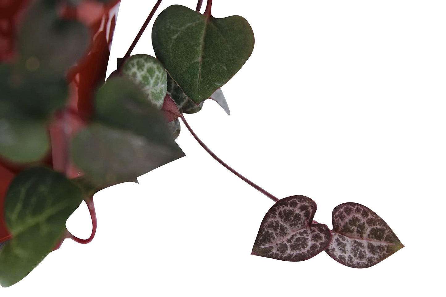 Live Succulent 4" String of Hearts, Succulents Plants Live, Succulent Plants Fully Rooted, Hanging House Plant for Home Office Decoration, DIY Projects, Party Favor Gift by The Succulent Cult