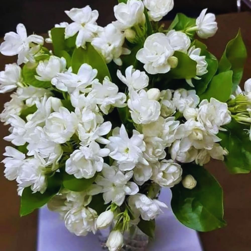 2 Blooming Jasmine Plants, Maid of Orleans Sambac Jasmine Live Plants, 4 to 6 Inc Tall, Jasmine Plants Live, Tea Jasmine Fragrant Plant, Live Jasmine Plant