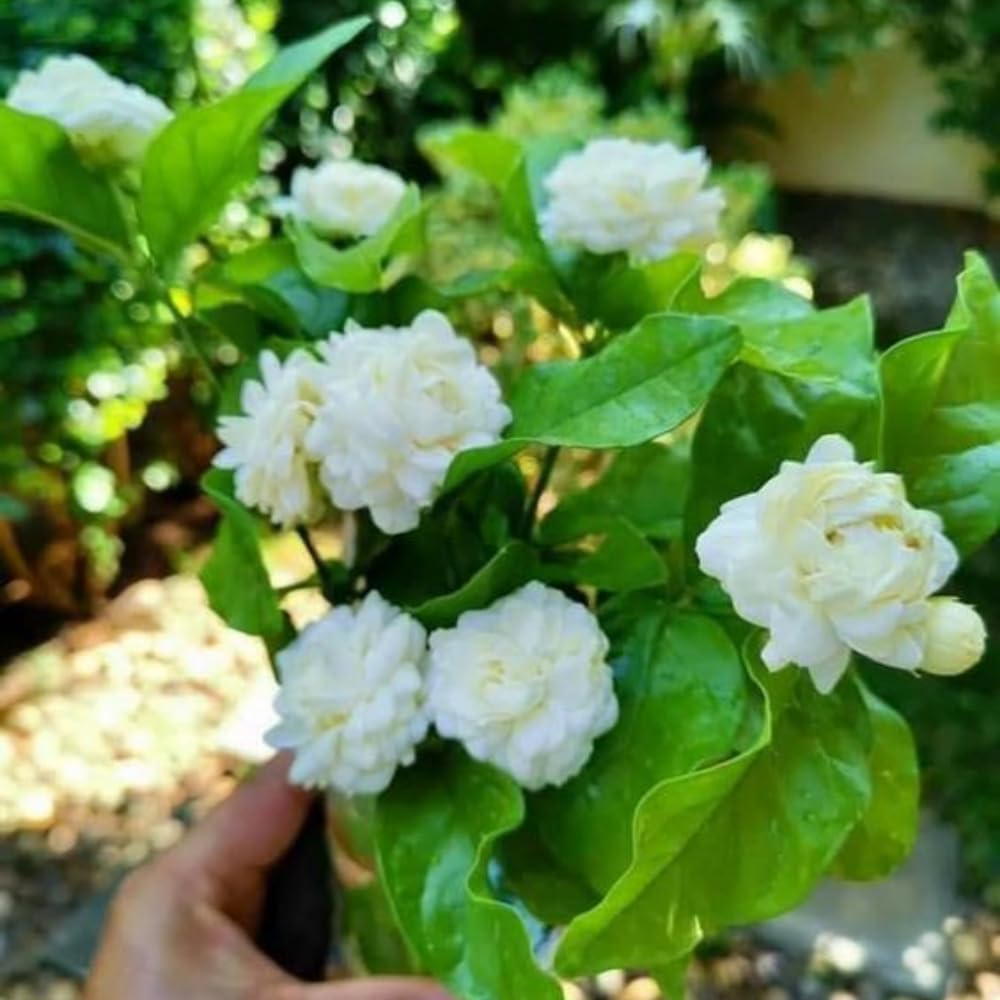 Live Jasmine Plants Indoor, Grand Duke of Tuscany Jasmine Plant Live 5 to 7 Inc Tall