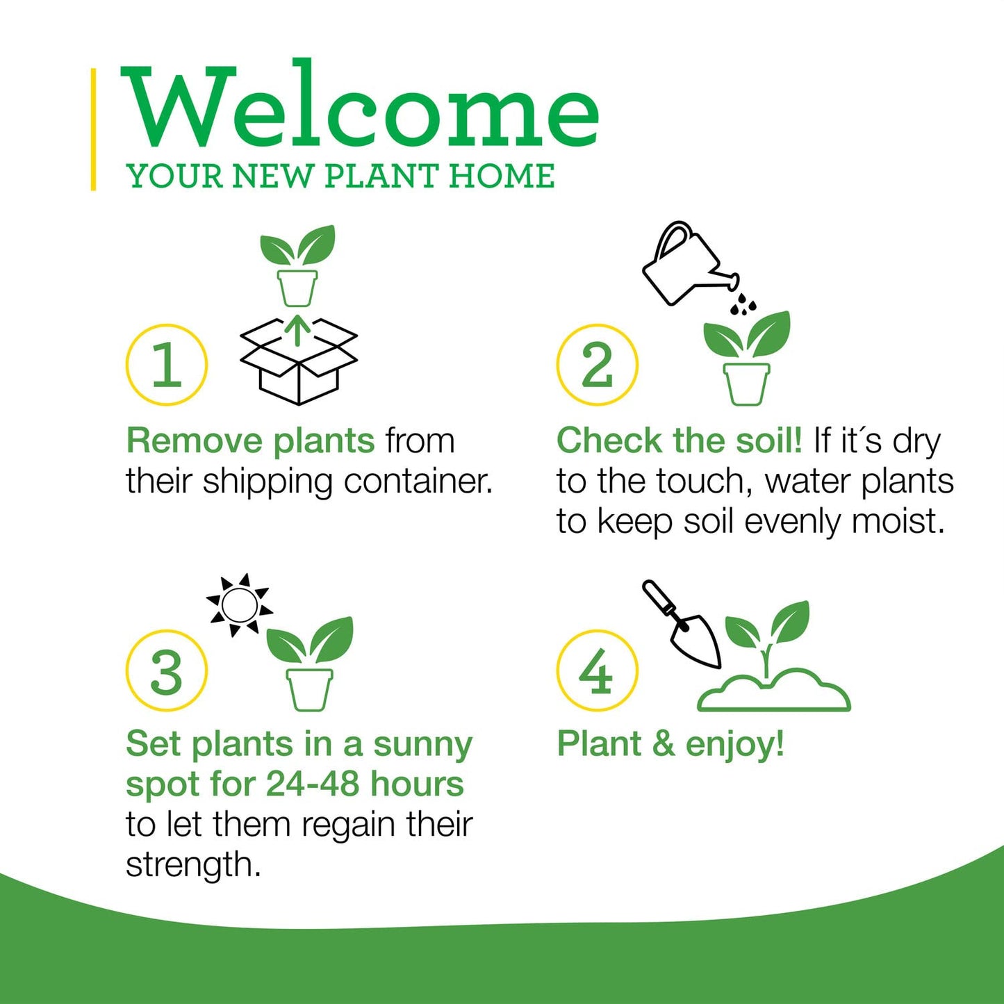 Bonnie Plants Flat Italian Parsley Live Herb Plants - 4 Pack, Biennial, Non-GMO, Garnish, Seasoning, Salads, Palate Cleanser