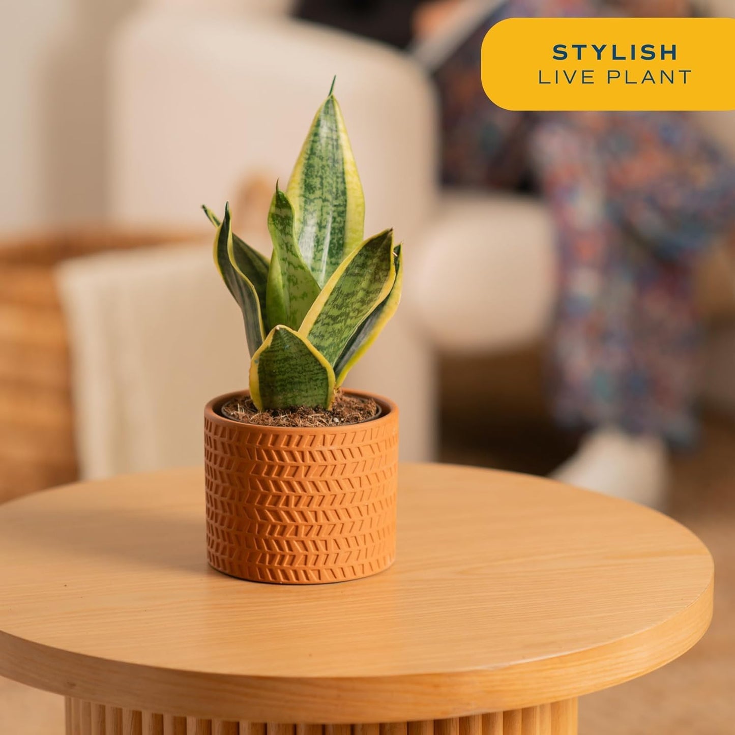 Costa Farms Live Snake Plants (Pack of 2) | Easy to Grow Indoor or Outdoor Sansevieria Houseplants | 8-Inches Tall | Potted in Plant Pots | Succulent Plants Perfect for Office and Home Decor