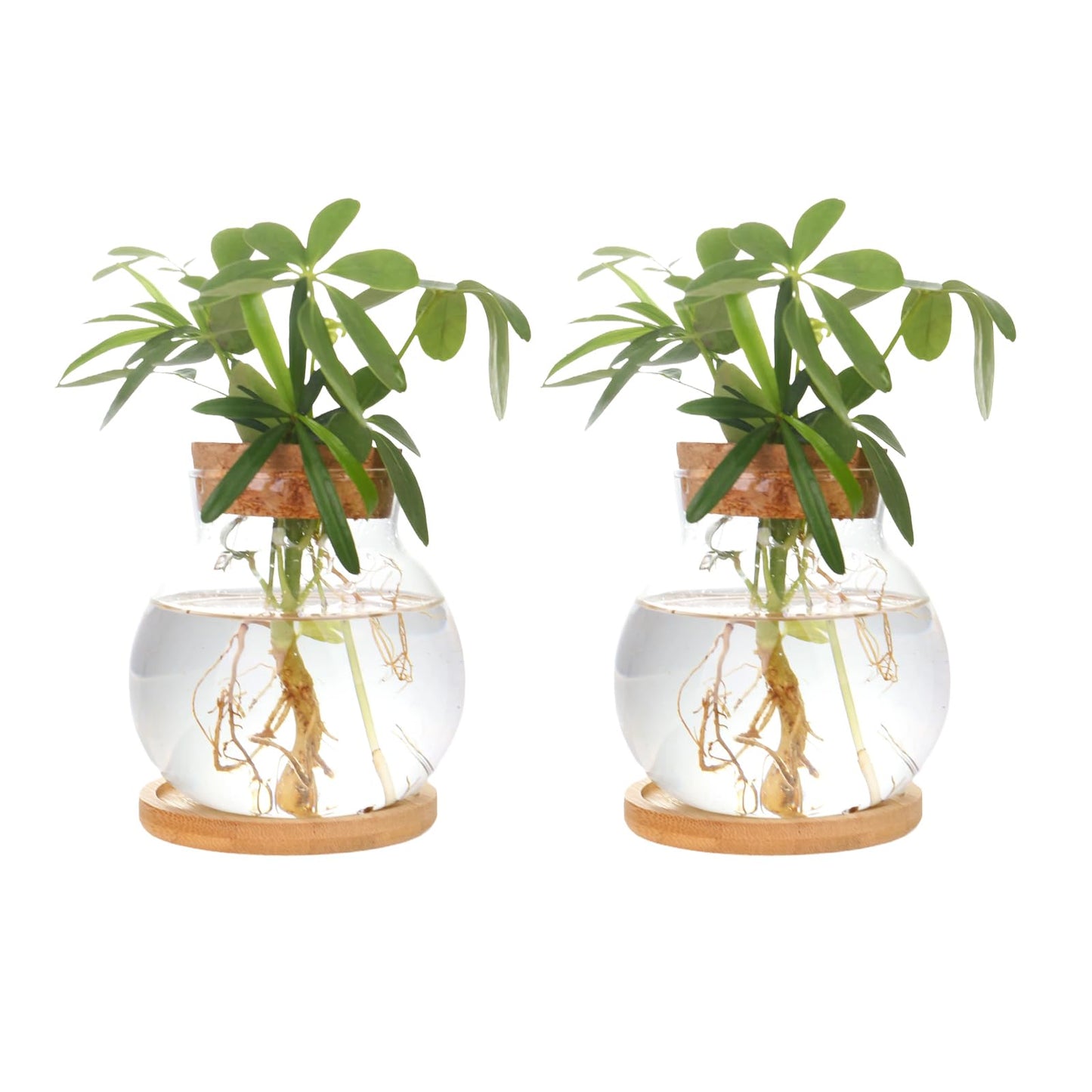 CHPINDAM Plant Propagation Station,Hydroponic Glass Container Vase Jars, with Wooden Saucer for Desks, Houses, Garden Decorations, Home Kitchen Decorations and Gifts for Plant Lovers (2)