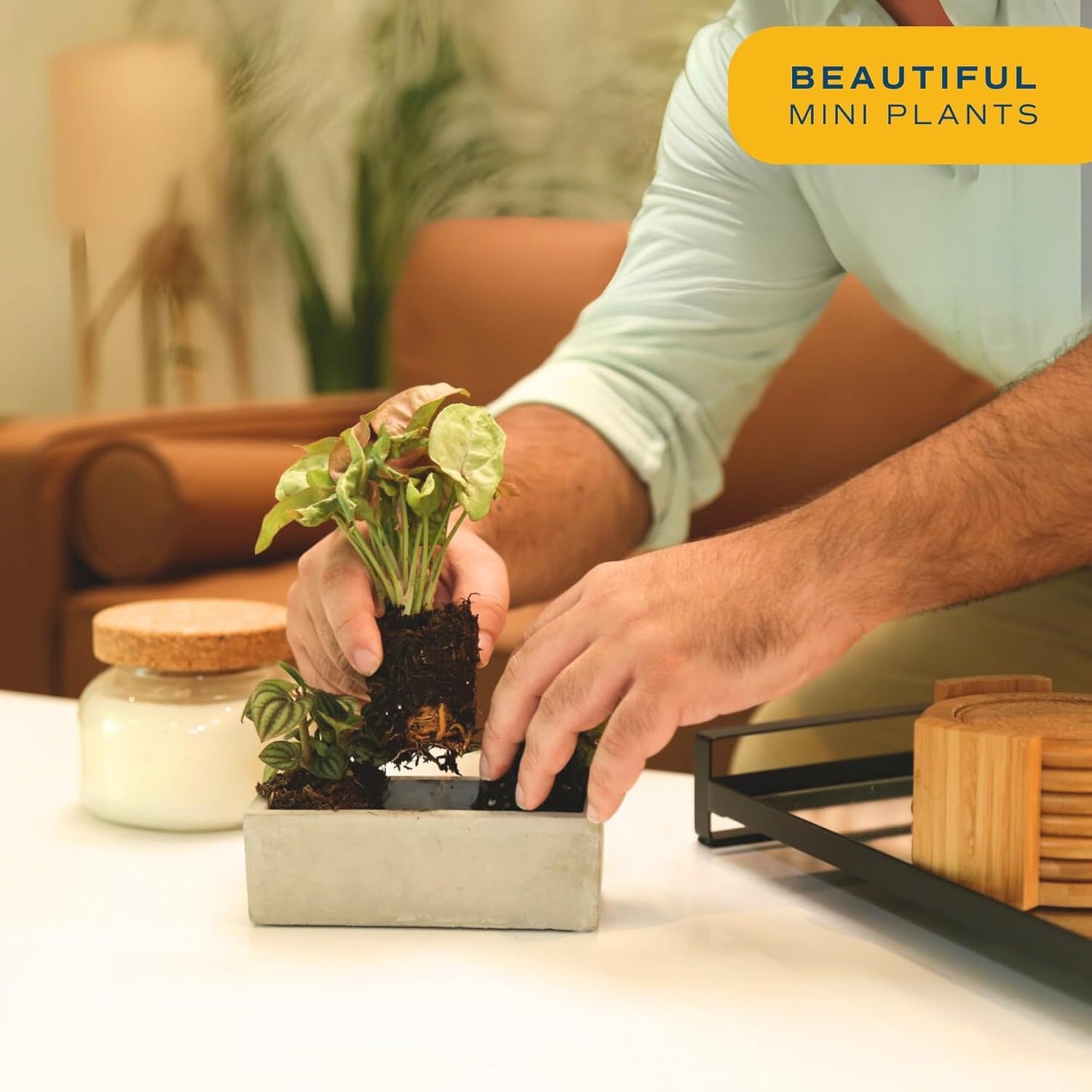 Costa Farms Mini Houseplants (6 Pack), Easy Grow Live Indoor House Plants in Nursery Plant Pots, Grower's Choice with Soil Potting Mix, Potted Home Decor Planter or Outdoor Garden Gift, 4-Inches Tall