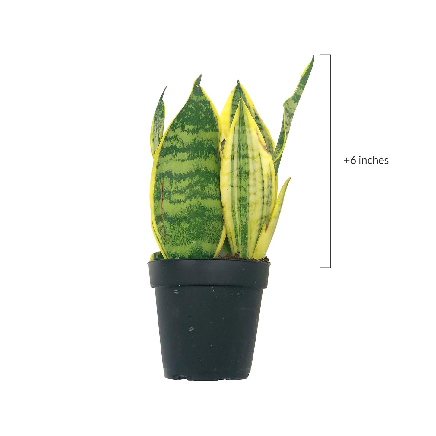 Live Snake Plant – Sansevieria Superba Trifasciata – ragnaroc Tropical Plant in 4” Pot +6” Plant Height, Indoor House Plant in Pot, Potted Succulent Plant