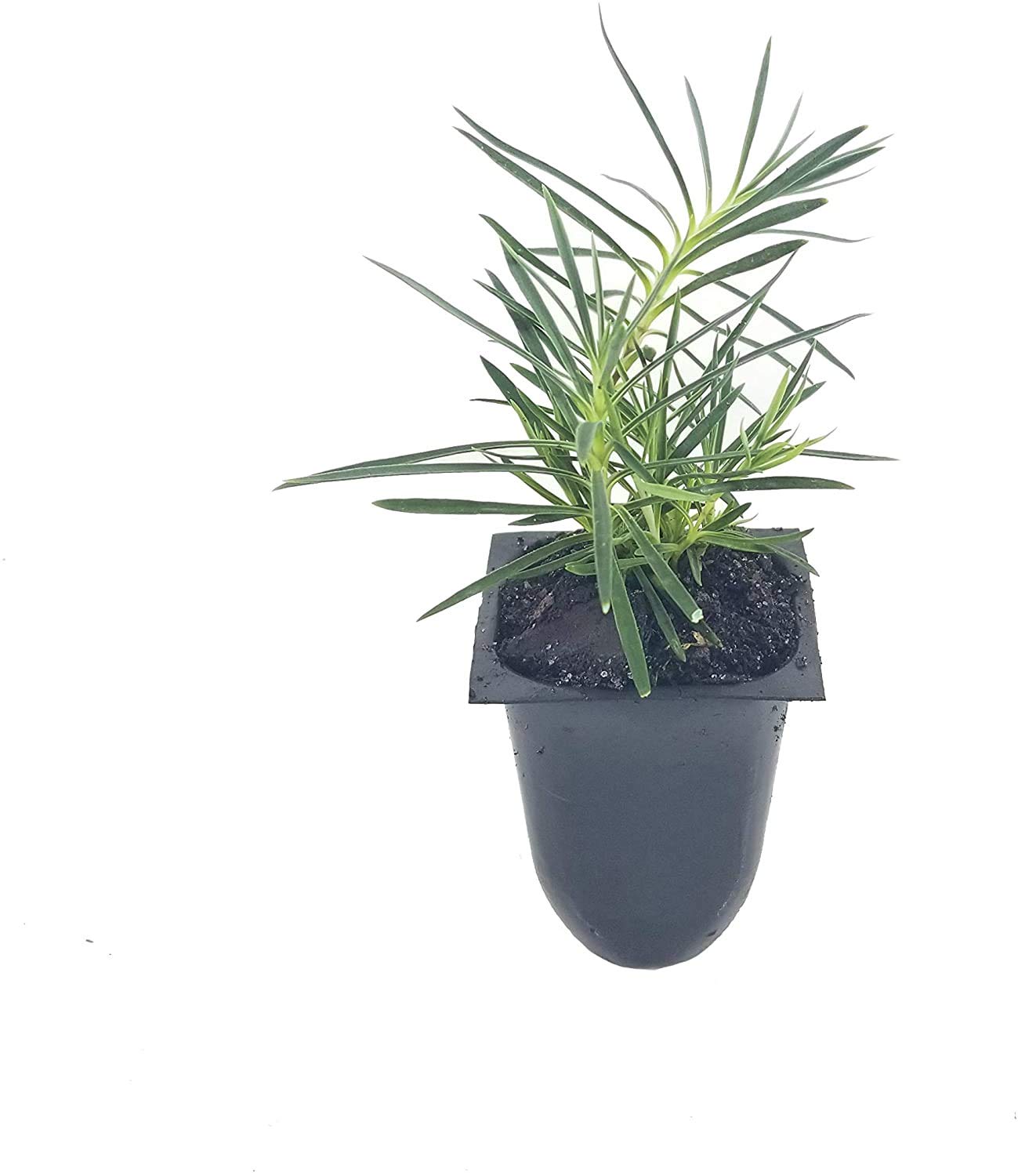 Frosty Fire Dianthus - 3 Live Plants - Dianthus Allwoodii - Fragrant Cold Hardy Groundcover