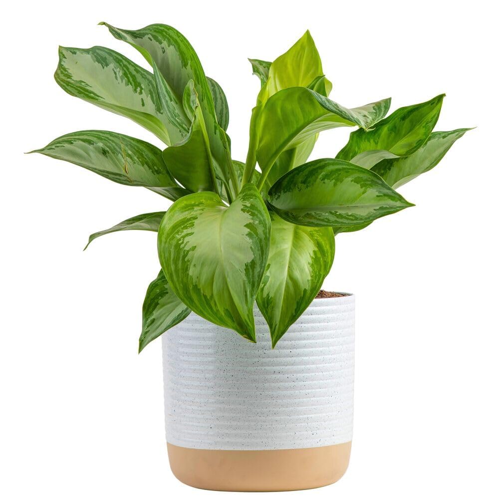 Costa Farms Chinese Evergreen, Aglaonema Easy To Grow Live Indoor Plant in Premium Décor Planter Pot, Houseplant in Potting Soil Mix, Housewarming, Unique Home Décor or Room Decor, 2-3 Feet Tall