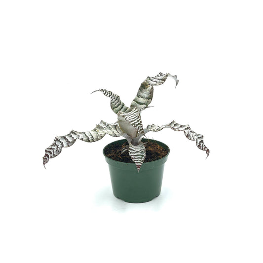 ragnaroc Live Plants – Cryptanthus ‘Absolute Zero‘, Jumbo 4-8" in 4" Pot - 1ct - Live Arrival Guaranteed - House Plants for Home Decor & Gift