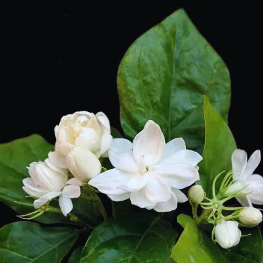 2 Blooming Jasmine Plants, Maid of Orleans Sambac Jasmine Live Plants, 4 to 6 Inc Tall, Jasmine Plants Live, Tea Jasmine Fragrant Plant, Live Jasmine Plant