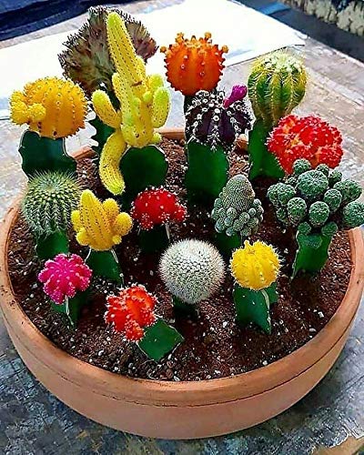 SeedsUP - 25+ Seeds Cactus Rare Succulents Cacti - Flower Mix