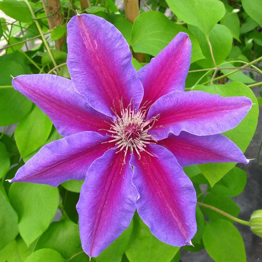 Clematis Fireworks - Live Plant in a 4 Inch Growers Pot - Clematis 'Fireworks' - Starter Plants Ready for The Garden - Beautiful Deep Pink and Purple Flowering Vine