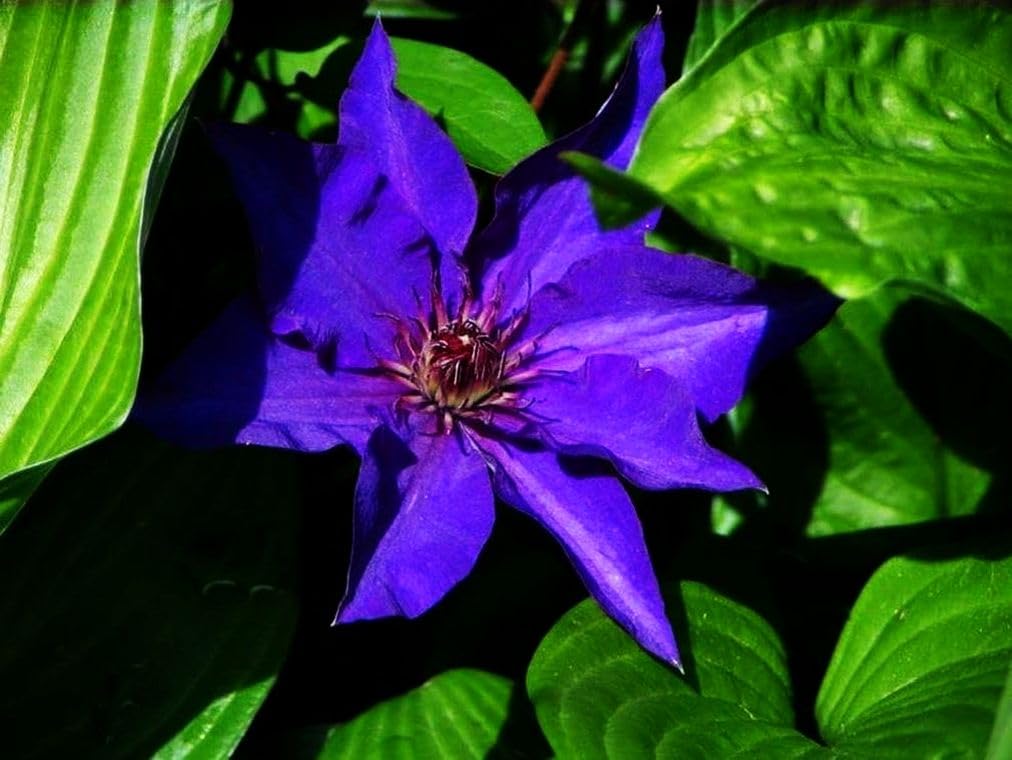Mixed Clematis Seeds Flower Vine Perennial Flower 20 Pcs Seeds